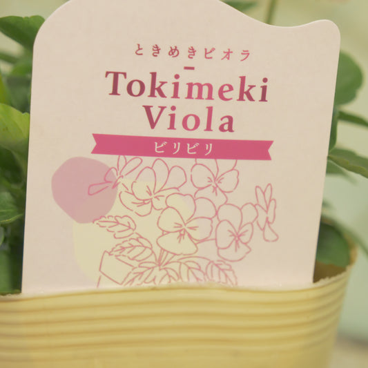 奥田園芸さんオリジナル ときめきビオラ 【ビリビリ】22