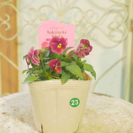 奥田園芸さんオリジナル ときめきビオラ 【ノスタルジックピンク】23