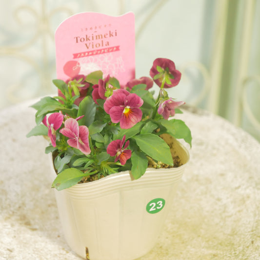 奥田園芸さんオリジナル ときめきビオラ 【ノスタルジックピンク】23