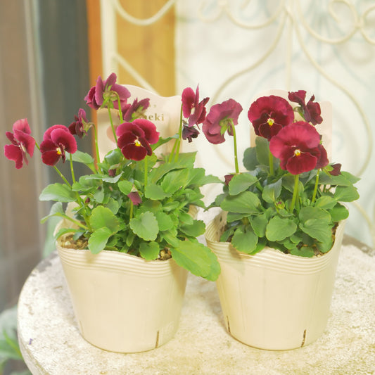 奥田園芸さんオリジナル ときめきビオラ （レッド系）