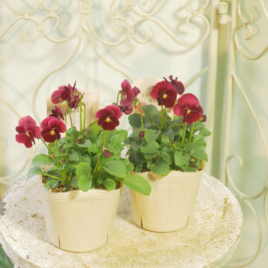 奥田園芸さんオリジナル ときめきビオラ (レッド系)
