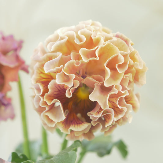 佐藤園芸さんオリジナル パンジー【ローブ・ドゥ・アントワネット】㉛