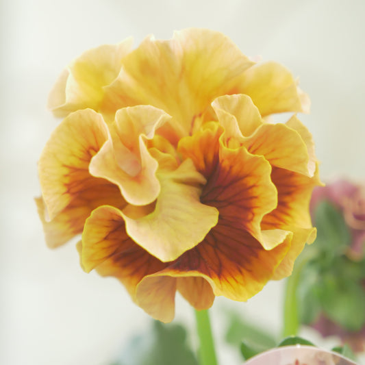 佐藤園芸さんオリジナル パンジー【ローブ・ドゥ・アントワネット】㉜