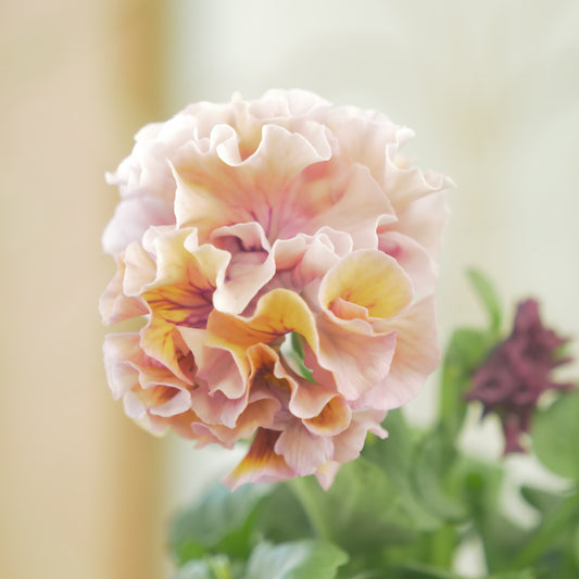 佐藤園芸さんオリジナル パンジー【ローブ・ドゥ・アントワネット】㉝