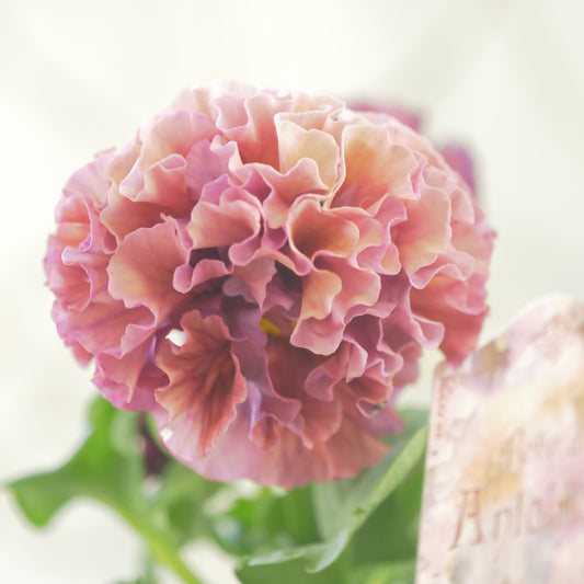 佐藤園芸さんオリジナル パンジー【ローブ・ドゥ・アントワネット】㉞