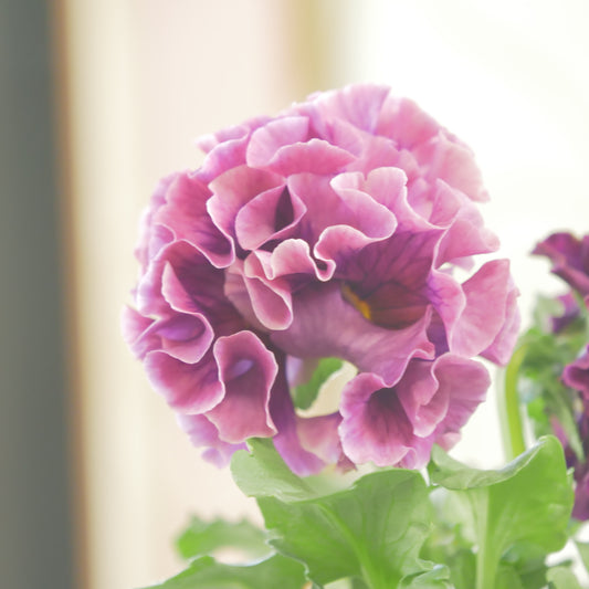 佐藤園芸さんオリジナル パンジー【ローブ・ドゥ・アントワネット】㊱