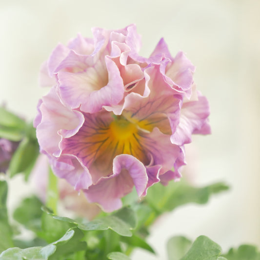 佐藤園芸さんオリジナル パンジー【ローブ・ドゥ・アントワネット】㊲