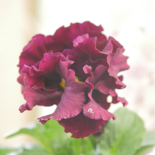 佐藤園芸さんオリジナル パンジー【ローブ・ドゥ・アントワネット】㊴