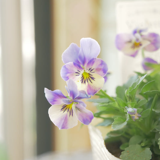 ビオレッタ【しずく】入手困難品!①