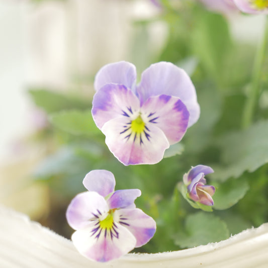 ビオレッタ【しずく】入手困難品!②