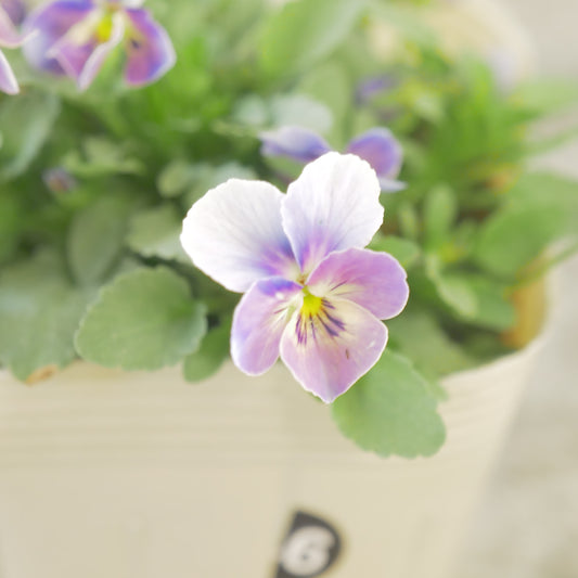 ビオレッタ【しずく】入手困難品!⑥