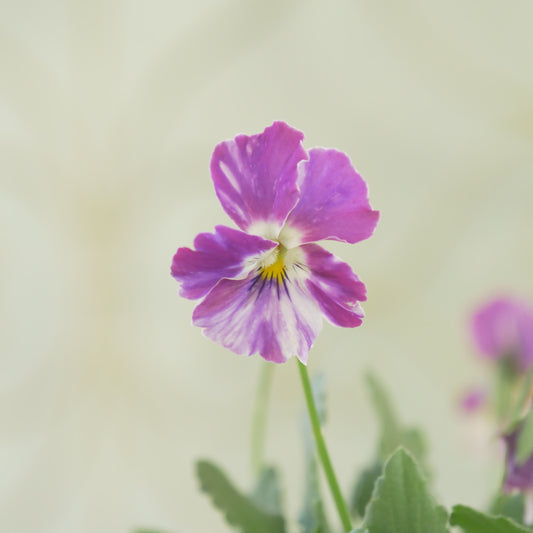 ロカハーツ【姫手毬】①