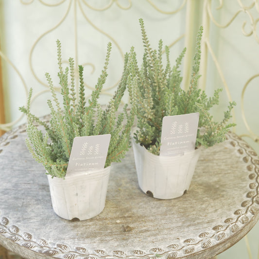 石黒園芸さん生産　カルーナ【ジュエルドロップス　プラチナ】