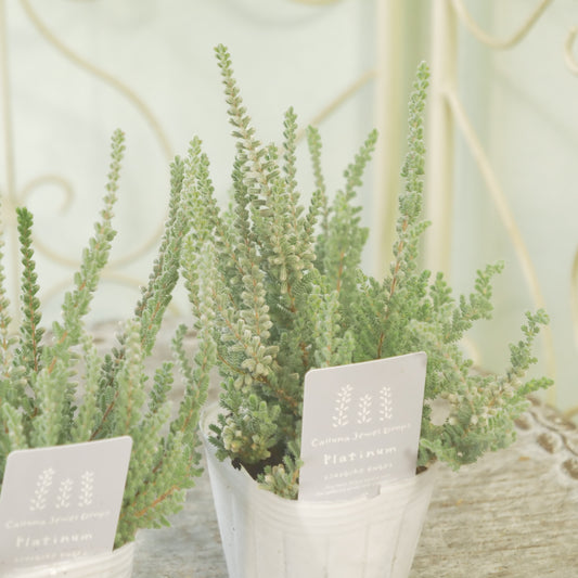 石黒園芸さん生産　カルーナ【ジュエルドロップス　プラチナ】