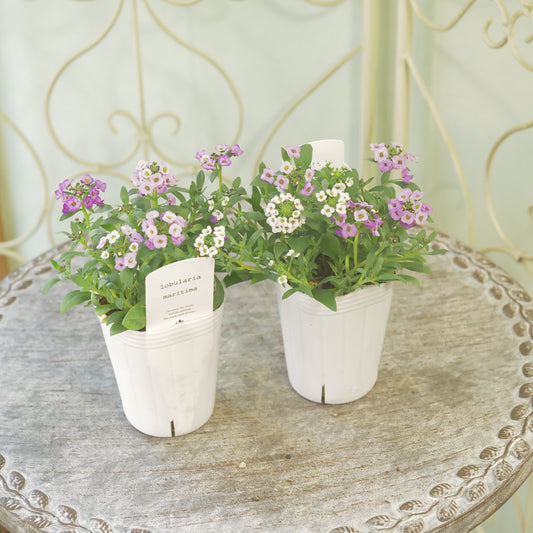 花越さん生産。アリッサム【ラベンダー】