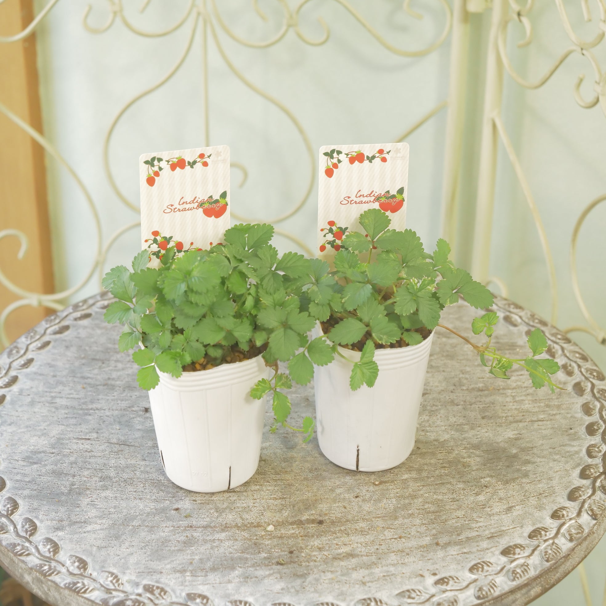 レア、切花品種　紅☆☆　小苗 花苗、リーフ苗 – Page 3 – flower magic