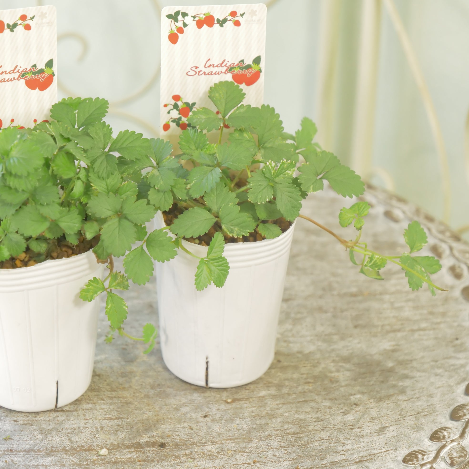 花苗、リーフ苗 – Page 3 – flower magic