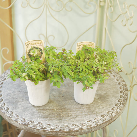 寄せ植えに。オレガノ【ノートンズゴールド】