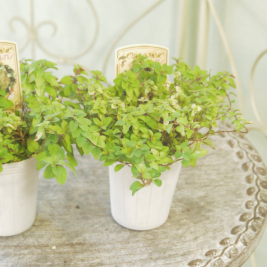 寄せ植えに。オレガノ【ノートンズゴールド】