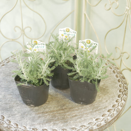 冬の寄せ植えに。【サントリナ コットンラベンダー】