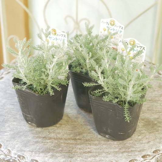 冬の寄せ植えに。【サントリナ　コットンラベンダー】