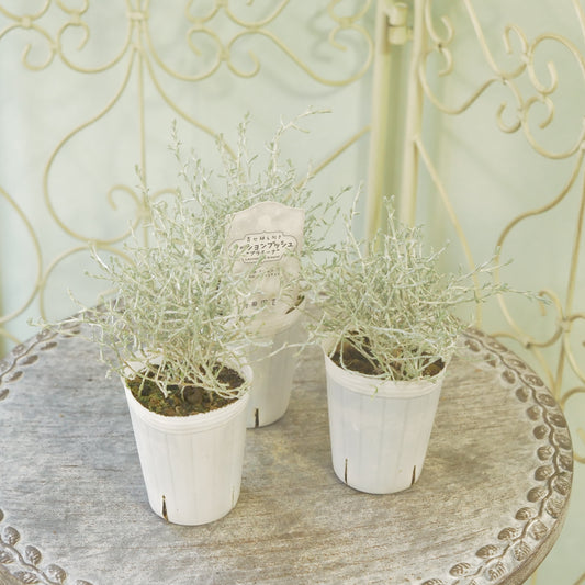 冬の寄せ植えに【プラチーナ】2~3株植え。