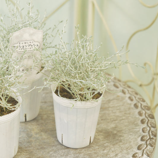 冬の寄せ植えに【プラチーナ】2～３株植え。