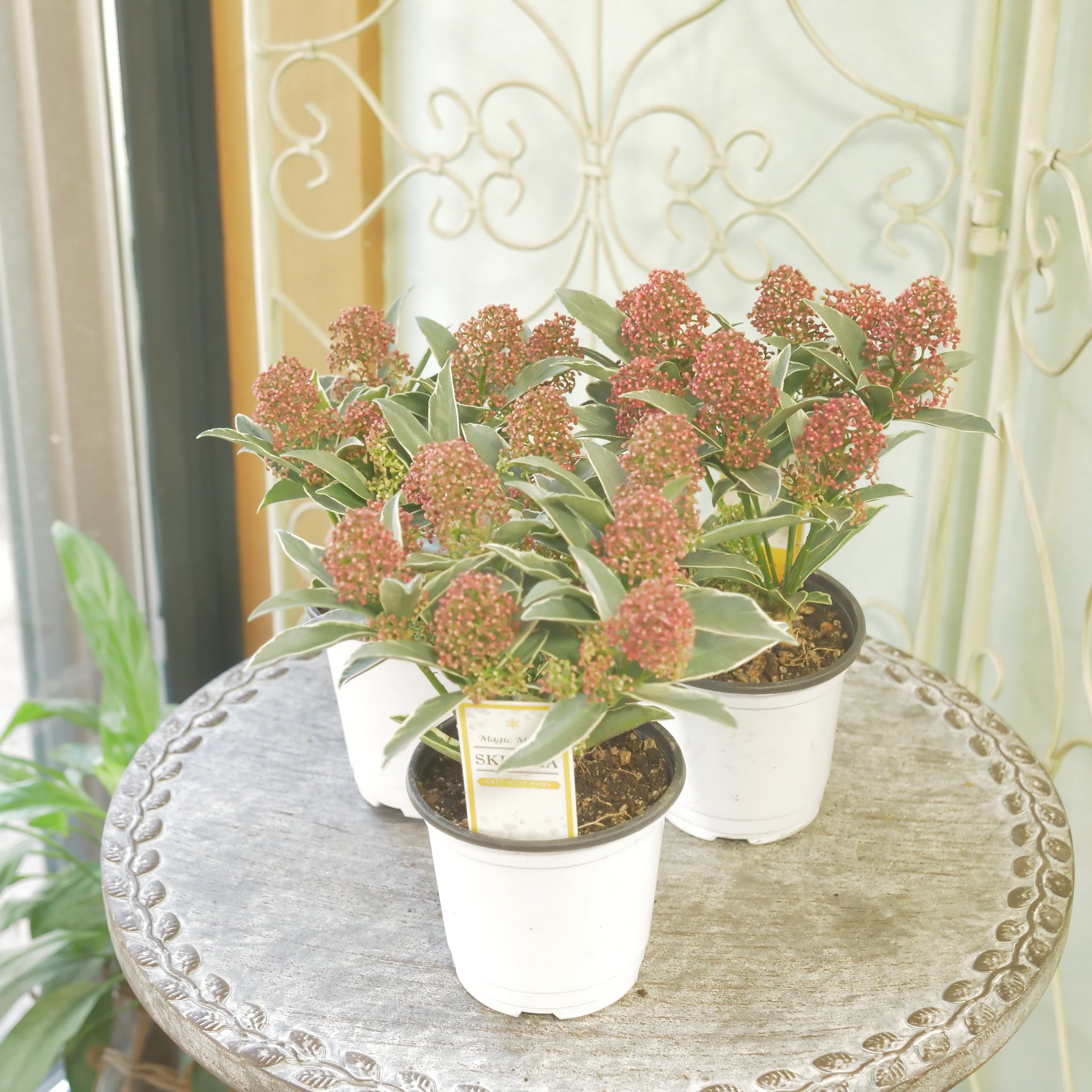 花苗、リーフ苗 – flower magic