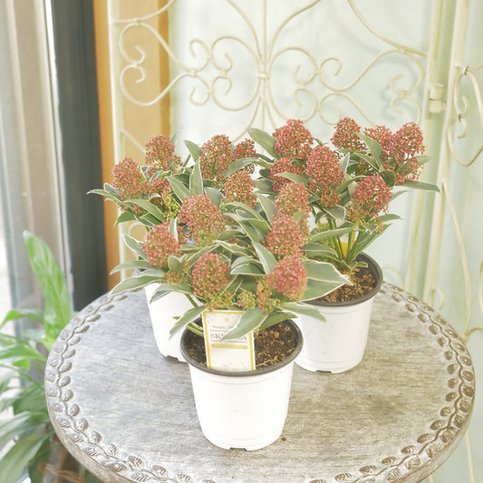 冬の庭、寄せ植えに【スキミア　マジックマルロー】２本植え 良株。