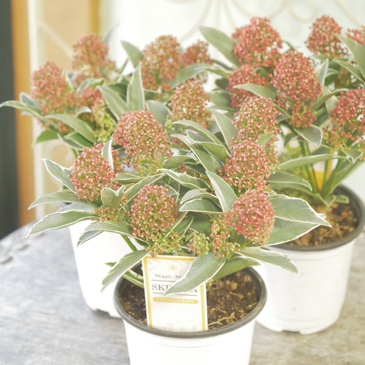 冬の庭、寄せ植えに【スキミア　マジックマルロー】２本植え 良株。