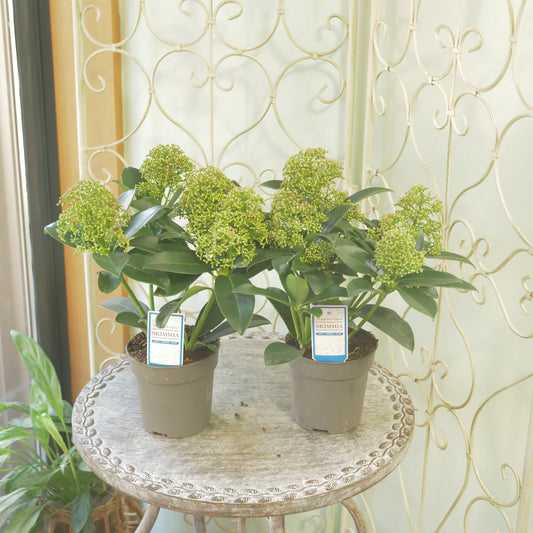 冬の庭、寄せ植えに【スキミア フレグラントクラウド】２本植え 良株。