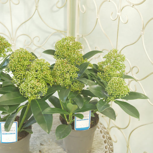 冬の庭、寄せ植えに【スキミア フレグラントクラウド】2本植え 良株。