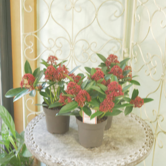 冬の庭、寄せ植えに【スキミア レッドドワーフ】２本植え 良株。