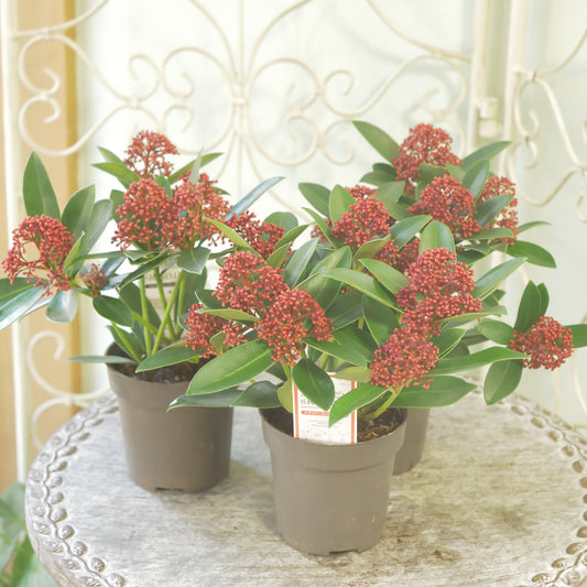 冬の庭、寄せ植えに【スキミア レッドドワーフ】２本植え 良株。