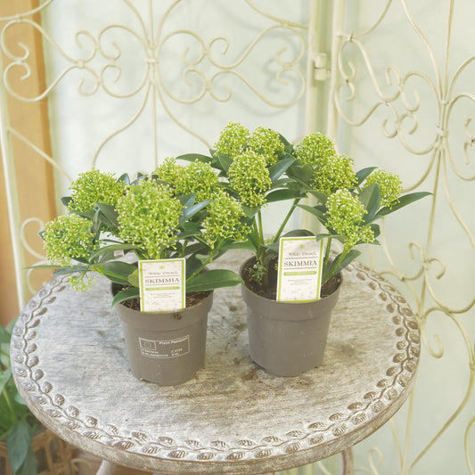 冬の庭、寄せ植えに【スキミア ホワイトドワーフ】2本植え 良株。