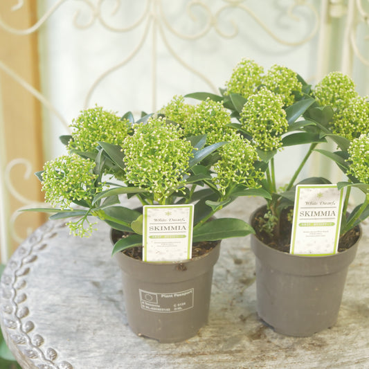 冬の庭、寄せ植えに【スキミア ホワイトドワーフ】２本植え 良株。