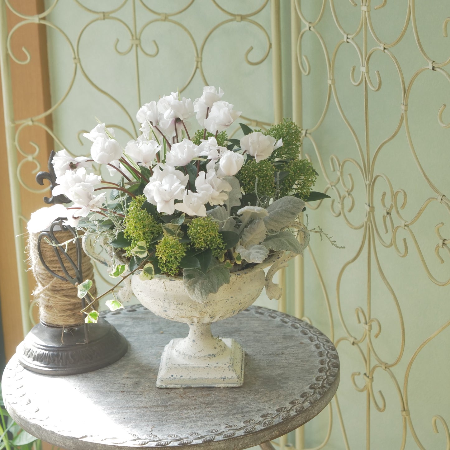 広原園さん生産。品評会受賞の苗！ミニシクラメン【抹茶ラテ】 八重咲き。