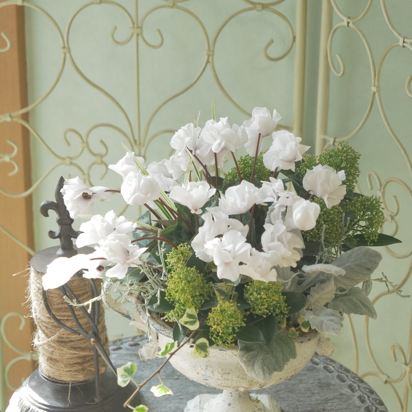 広原園さん生産。品評会受賞の苗！ミニシクラメン【抹茶ラテ】 八重咲き。