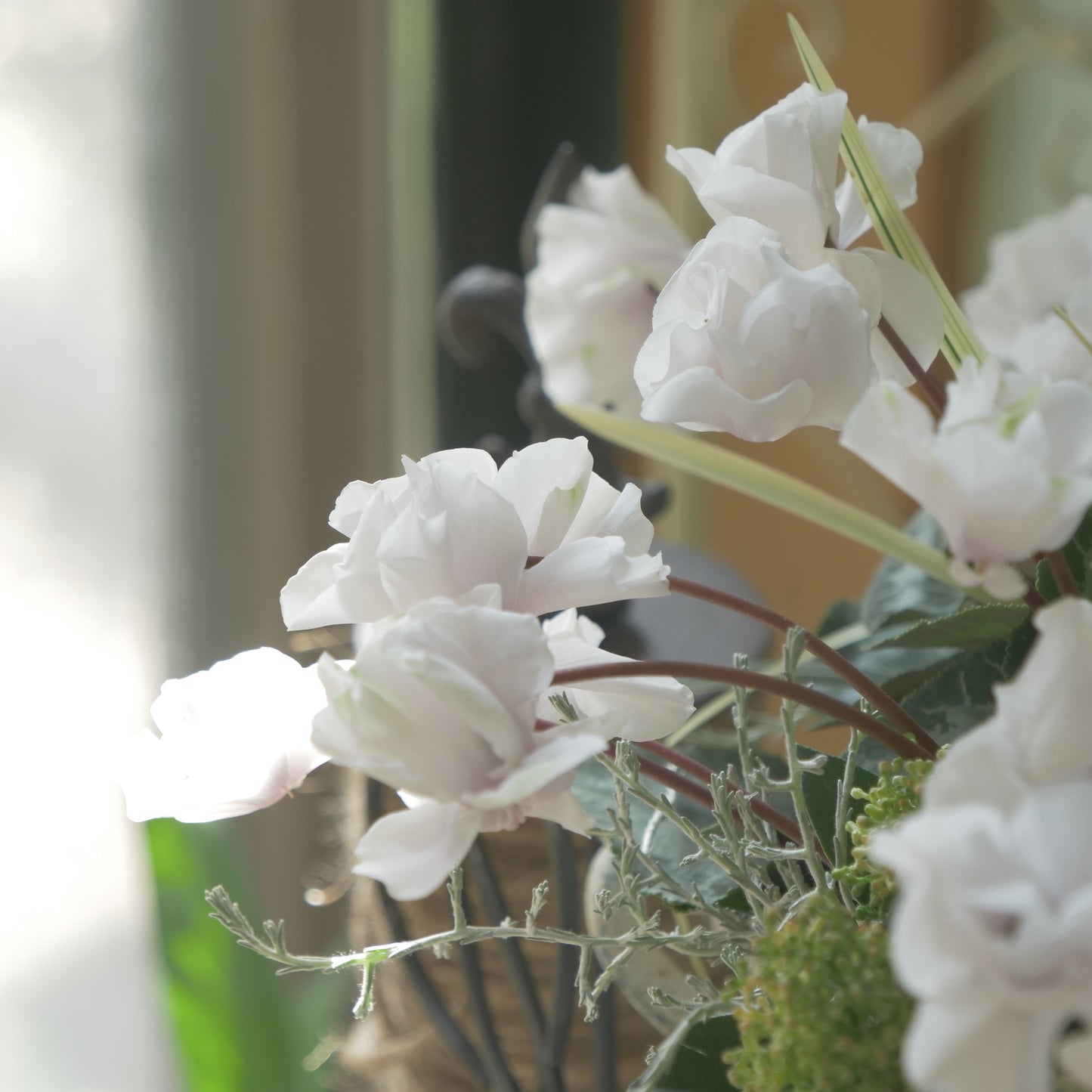 広原園さん生産。品評会受賞の苗！ミニシクラメン【抹茶ラテ】 八重咲き。