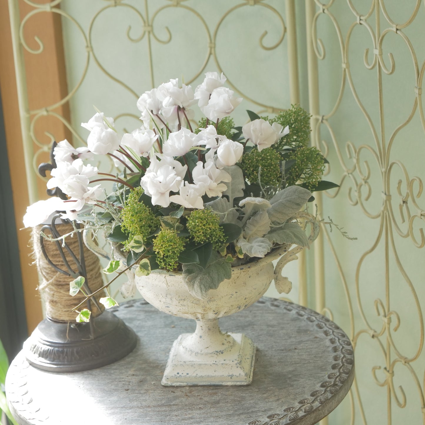 広原園さん生産。品評会受賞の苗！ミニシクラメン【抹茶ラテ】 八重咲き。