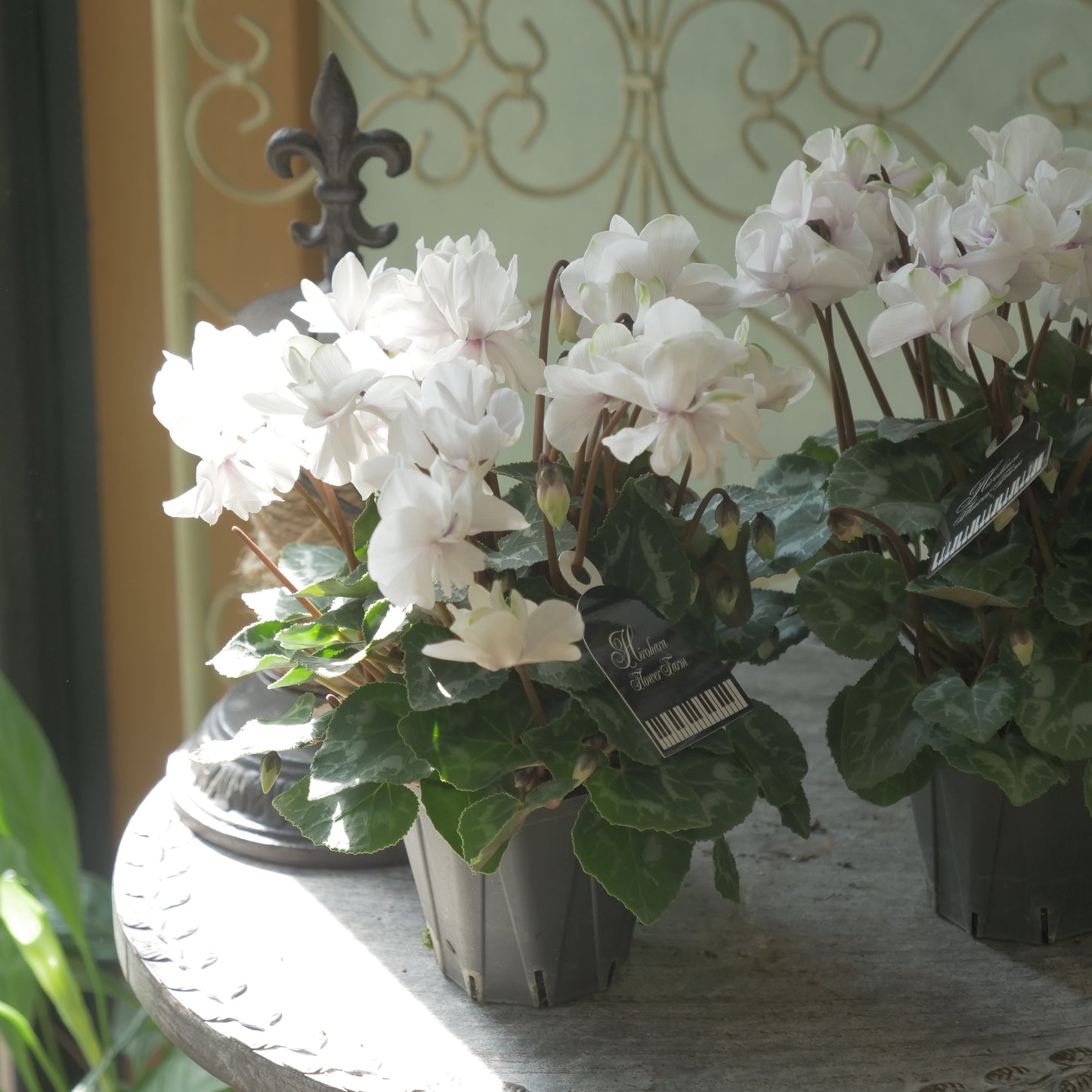 広原園さん生産。品評会受賞の苗！ミニシクラメン【抹茶ラテ】 八重咲き。