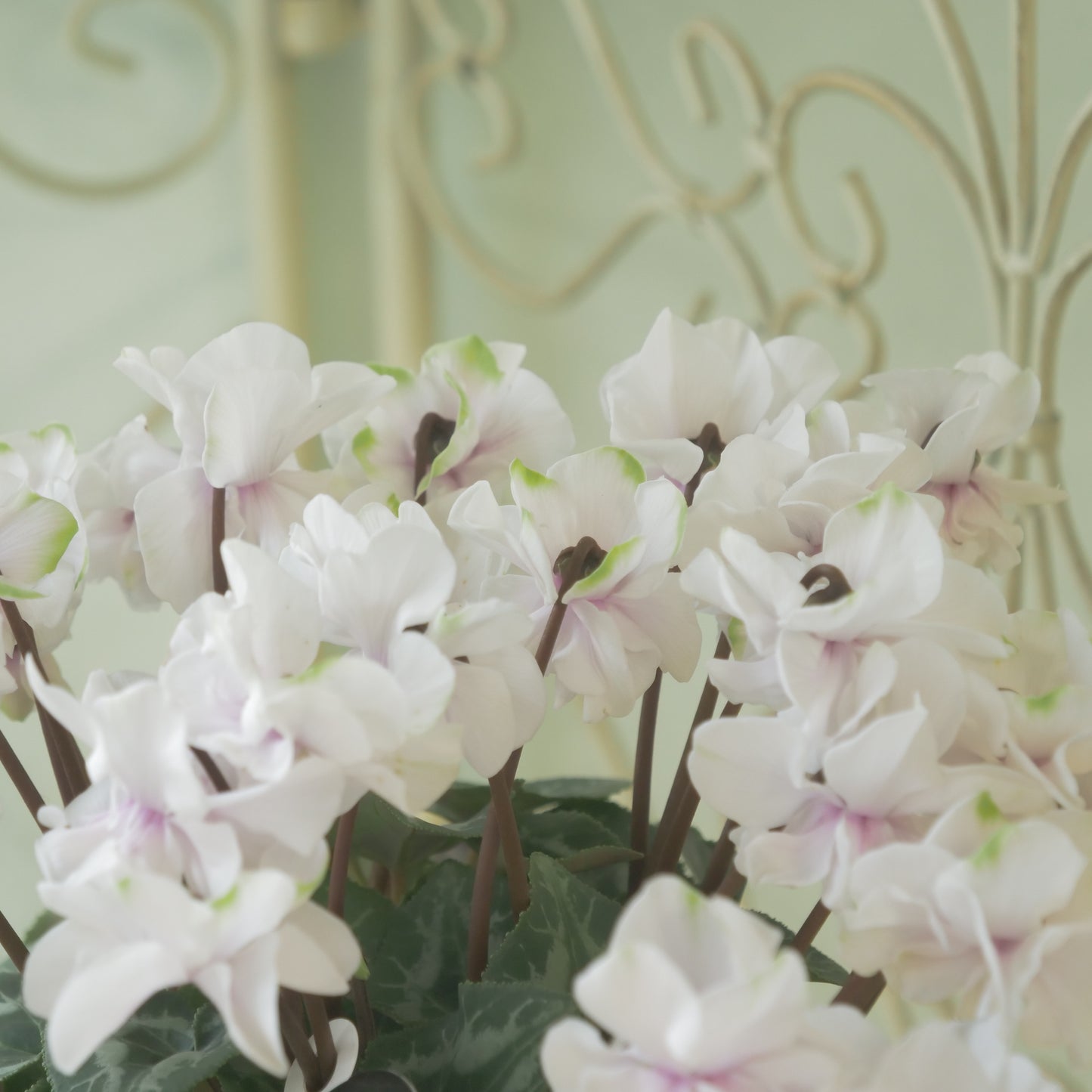 広原園さん生産。品評会受賞の苗！ミニシクラメン【抹茶ラテ】 八重咲き。