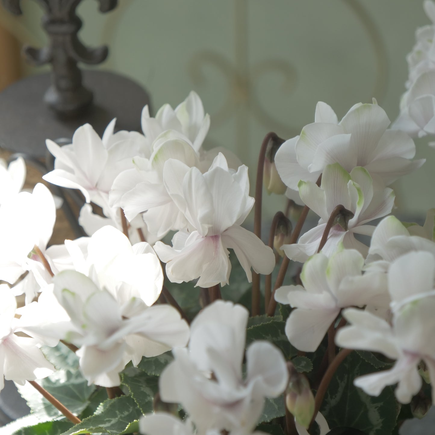 広原園さん生産。品評会受賞の苗！ミニシクラメン【抹茶ラテ】 八重咲き。