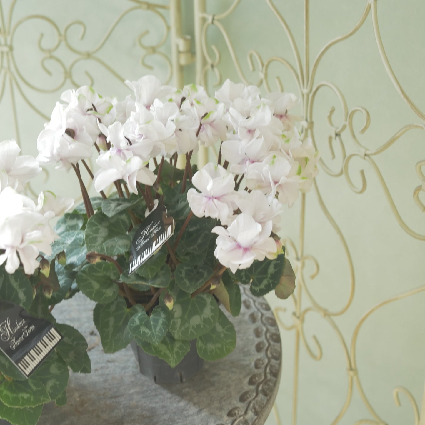 広原園さん生産。品評会受賞の苗！ミニシクラメン【抹茶ラテ】 八重咲き。