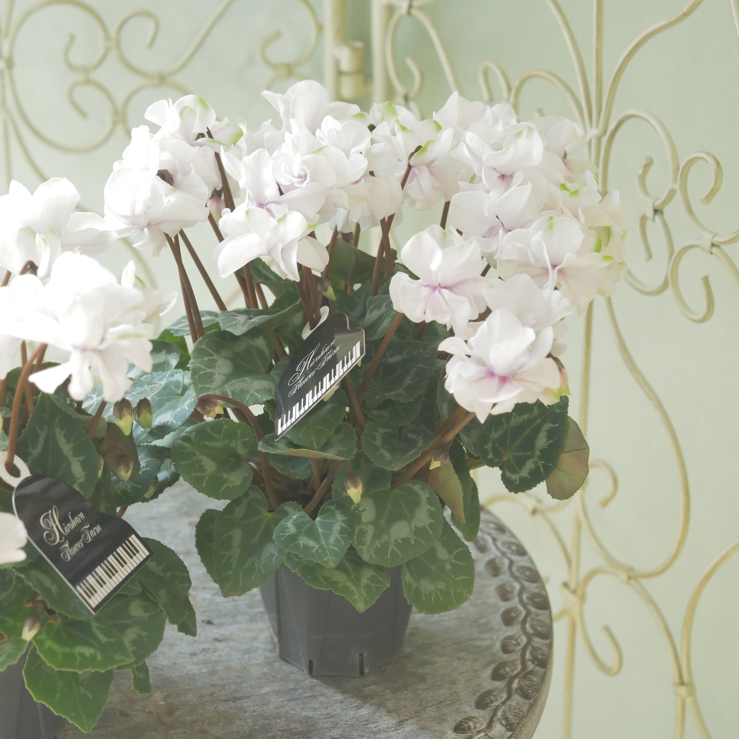 広原園さん生産。品評会受賞の苗！ミニシクラメン【抹茶ラテ】 八重咲き。