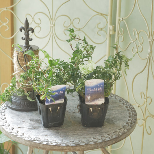 広野園芸さんのヘデラ【雪の妖精】 長く育った株。