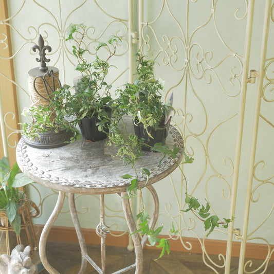 広野園芸さんのヘデラ【雪の妖精】 長く育った株。