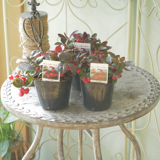 秋冬の寄せ植えに！チェッカーベリー　