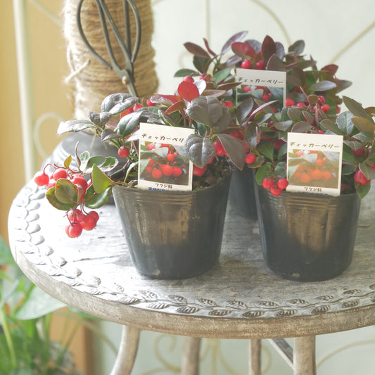 秋冬の寄せ植えに！チェッカーベリー　