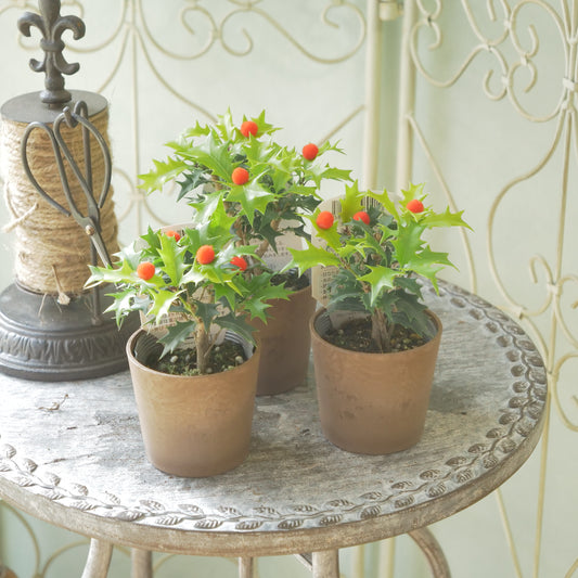 秋冬の寄せ植えに！フイリヒイラギ（黄緑）